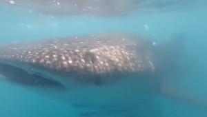 VIDEO: Posádku člna prekvapil žralok obrovský, túžil po láske