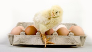 Na Slovensko smerujú potraviny z Ukrajiny. Pozor na to, čo kupujeme