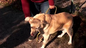 Odsúdený na smrť: Opustený pes bol v lese priviazaný o strom