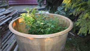 Kriminalisti odhalili vo vinohrade marihuanu. O rastlinu sa starali otec so synom