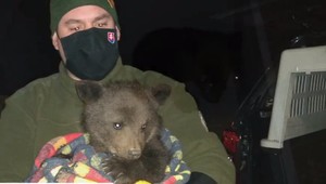 Pri ceste sa pohybovalo zoslabnuté medvieďa. Aby ho nezrazilo auto, museli zakročiť ochranári