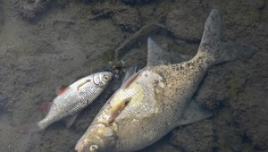 Klimatické prognózy vyzerajú desivo, v ohrození je väčšina živočíchov na Slovensku