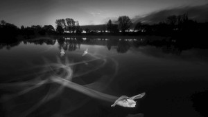 V mestských lesoch hlavného mesta môžete stretnúť až 19 z 28 druhov netopierov žijúcich na Slovensku