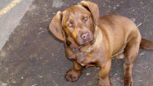 Hľadáme tohto psíka z okolia Štúrova. Odmena istá!