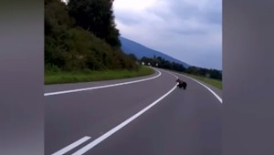 Medvede sú čoraz častejšie obeťami dopravných nehôd. Ochranári majú riešenie