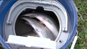 Sezóna pstruhov sa začala, rybári ťahali z vody jedného za druhým