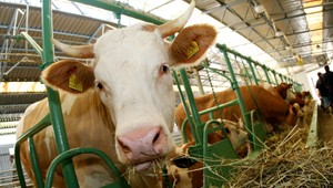 Zamestnanie na družstve: Pracovníci museli zakopávať kravy