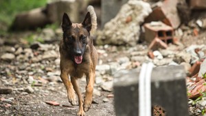 Pod Tatrami sa konala súťaž záchranárskych psov. TV JOJ sa pozrela na jej priebeh