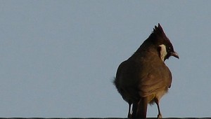 Víchrica prifúkla na Slovensko exotického vtáka