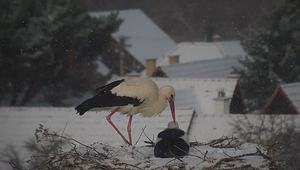 Napriek zime bociany hniezdia: Prvé vajíčka už sú v hniezdach