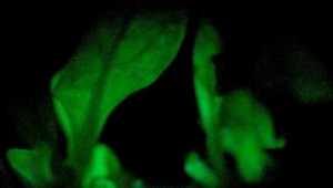 Toto je svietiaci tabak... Neveríte? Mali by ste!