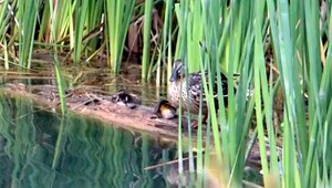 Policajti zachraňovali káčatká. Mama kačka ich nestrácala z dohľadu