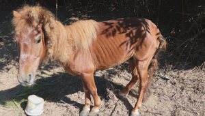 Dôchodca s bohatou históriou trestov je znova obvinený. Koňa priviazal o strom a nechal ho hladovať