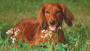 Uviaznutého jazvečíka mali hasiči na dosah. Záchrannú akciu museli ukončiť bez neho