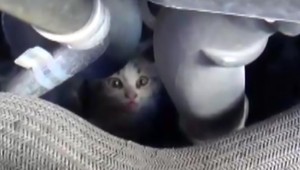 Zviera pod kapotou môže spôsobiť veľké škody