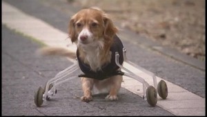 Dvojnohý psík Hoppa už "jazdí" po štyroch!