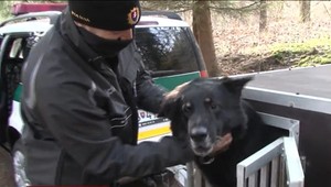 Práca policajného psovoda nemá záverečnú. Psa sa nedá niekam odložiť