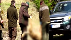 V Bratislave sa vlky nevyskytujú. Vodič jedného nad ránom zrazil pri hraničnom priechode