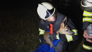 VIDEO: Unikátna záchrana. Malý srnec spadol do opustenej šachty, zasahovali hasiči
