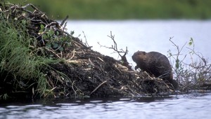 Bobry ohrozujú život dedinčanov, tí sa boja o vodu