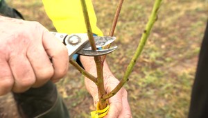 Jar vo februári: Záhradkári už vytiahli lopaty a motyky. Z úľov vyťahuje teplo aj včely