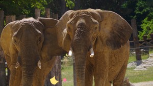 V bojnickej ZOO bolo veselo. Ikonické slony oslavovali 40 rokov!