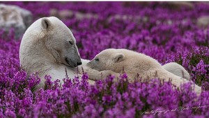 33 dní s medveďmi: Mladému fotografovi išlo v Arktíde niekoľkokrát o život. Neohrozovali ho však medvede