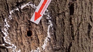 Stromy, ktoré rástli okolo 70 rokov, niekto otrávil. Prípad rieši polícia