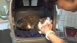 Zranené a vyhodené, no nie stratené: Príbehy zvierat, ktoré prežili vďaka dobrovoľníkom