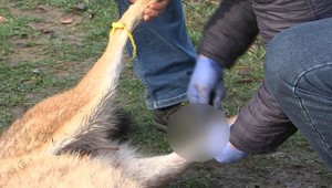 Projekt za milióny eur na Slovensku: Zháňal sa vlčí moč, trus či krv šeliem