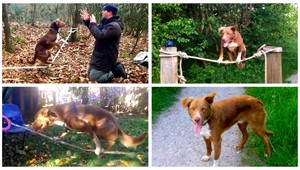 Svetový rekord! Kólia Ozzy je najrýchlejším povrazolezcom