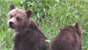 VIDEO: V Tatrách sa ochranári snažia odchytiť opustené medvieďatá