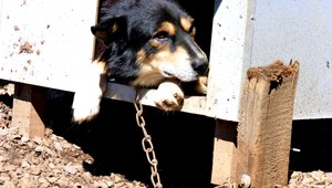 Francúzi prišli na Slovensko...Našli obesenú fenku