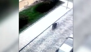 Divá sviňa medzi ľuďmi