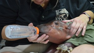 VIDEO: Predčasne narodený hrošík bojuje o život