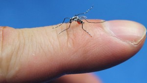 Mimoriadne vlhká letná sezóna prináša aj množstvo agresívneho hmyzu. Čo robiť pri uštipnutí?