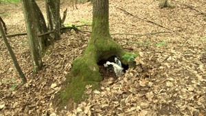 Desivý nález pri zbieraní húb. Žena našla v lese pištoľ