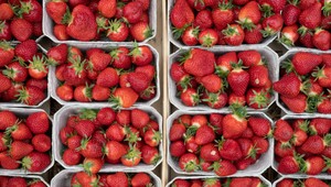 Prízemné mrazy udreli aj na jahody. Bude ich menej a samozber sa zrejme posunie