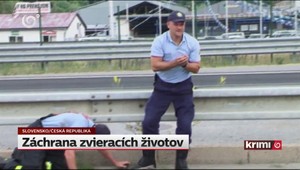 Hasiči zachraňujú aj zvieracie životy