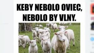 Ovce, dezoláti, teľatá a agresivita na sociálnych sieťach. Postoj k očkovaniu rozdelil Slovákov