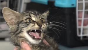 Tyranská hra detí s mačkou: Ochrancovia ukazujú na rodičov