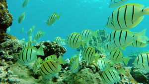 Dokument o záchrane koralov a Cesta klimatickej nádeje na JOJ PLUS!