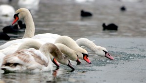 V Petržalke potvrdili vtáčiu chrípku. Na mieste, ktoré navštevuje veľa ľudí