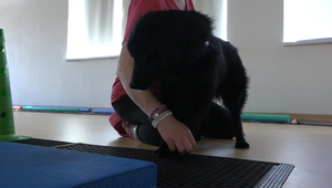 Keď ide o každú labku: Rehabilitácia vracia psíkom život