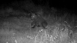 Pri dedine sa pohyboval medveď. Muž ho zachytil vďaka fotopasci