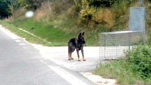 Po diaľnici pobehoval pes, záchranári ho lákali na kura