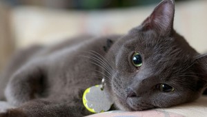 Je to vedecky potvrdené: Mačky počúvajú na svoje meno, len na nás zvysoka kašlú