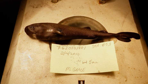 Vedci objavili nový druh miniatúrneho žraloka: Svieti v tme