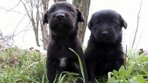 Muž našiel za dedinou v poli 5 šteniatok, vo vreci