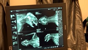 Pri bratislavských Zlatých pieskoch niekto postrelil tri mačky. Majiteľka má strach